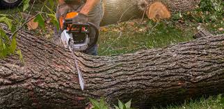 Best Tree Trimming and Pruning  in Alderson, WV