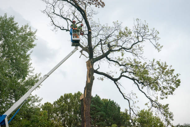  Alderson, WV Tree Services Pros