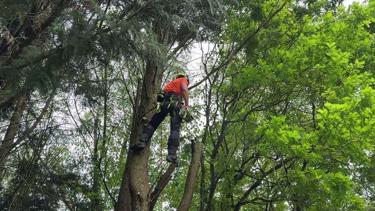 Alderson, WV Tree Services Company