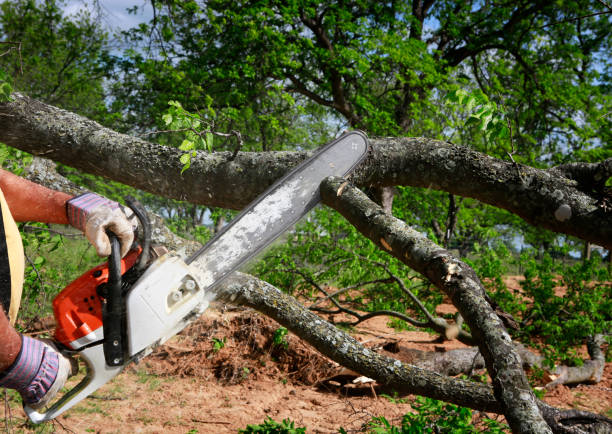 Best Tree Maintenance Programs  in Alderson, WV